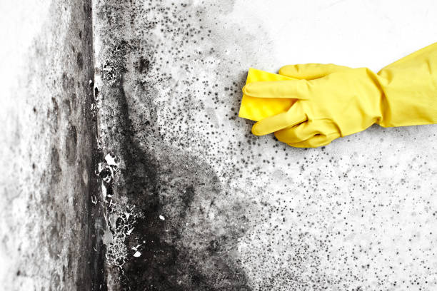 Best Emergency Mold Removal  in Tashua, CT