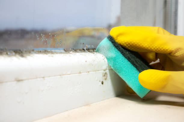 Best Black Mold Removal  in Tashua, CT