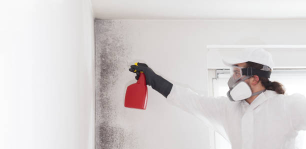 Best Mold Removal Near Me  in Tashua, CT