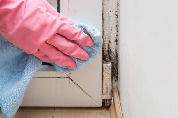 Best Toxic Mold Removal  in Tashua, CT