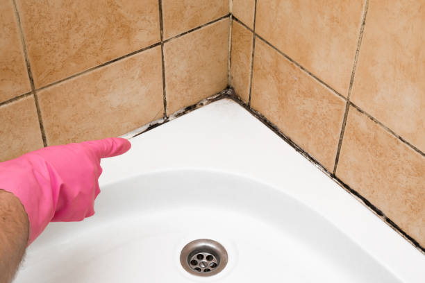 Best Mold Damage Repair  in Tashua, CT