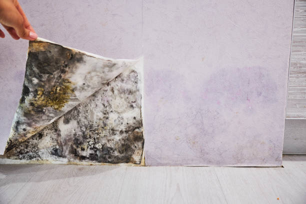 Best Affordable Mold Removal  in Tashua, CT